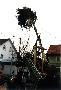 Nach dem Erstürmen des Rathauses wurde erstmals ein Narrenbaum gestellt